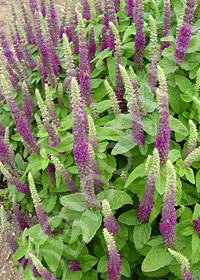 Teucrium hyrcanicum                     